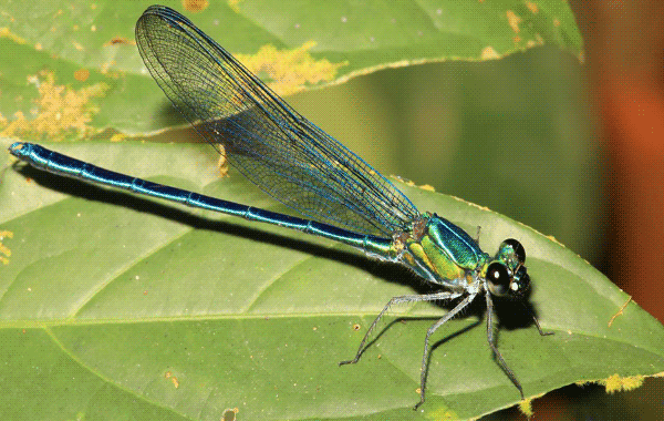 sn-dragonflies